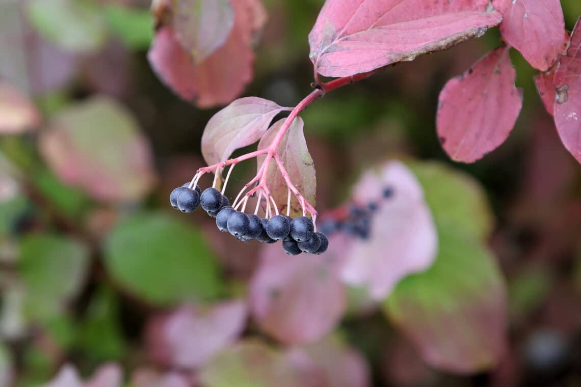 Rote Hartriegel (Cornus sanguinea)