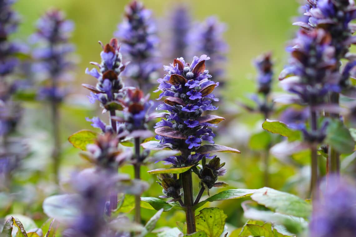 Kriechender Günsel (Ajuga reptans)