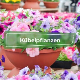 Kübelpflanzen