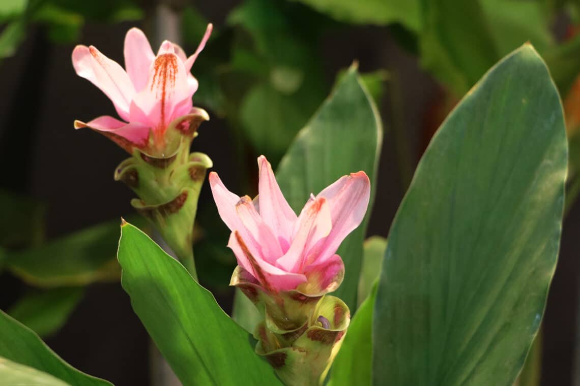 Kurkuma (Curcuma longa)