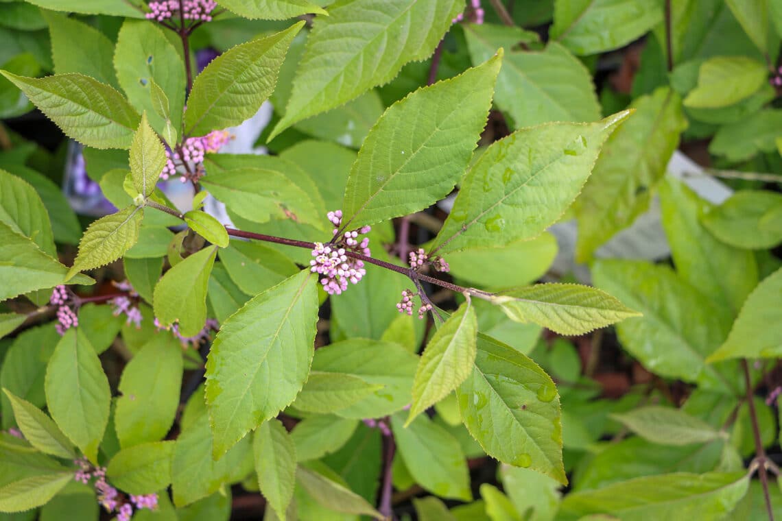 Liebesperlenstrauch (Callicarpa bodinieri)