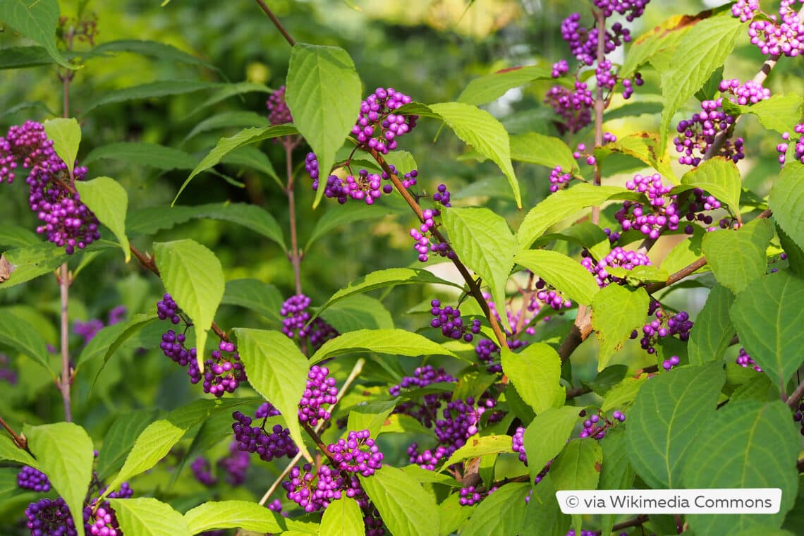 Liebesperlenstrauch (Callicarpa bodinieri)