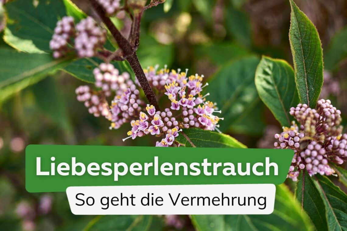 Liebesperlenstrauch: so geht die Vermehrung