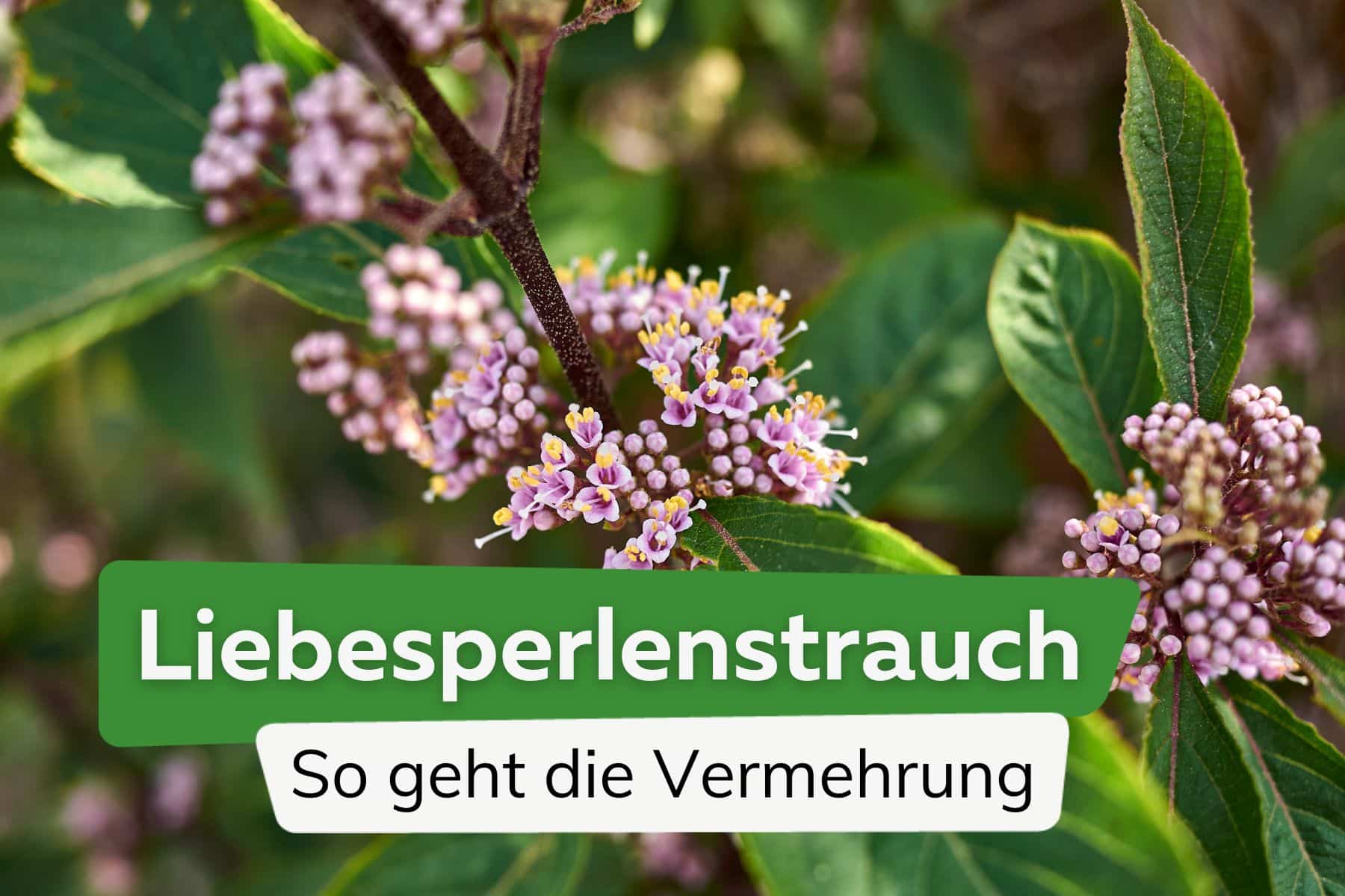 Liebesperlenstrauch: so geht die Vermehrung