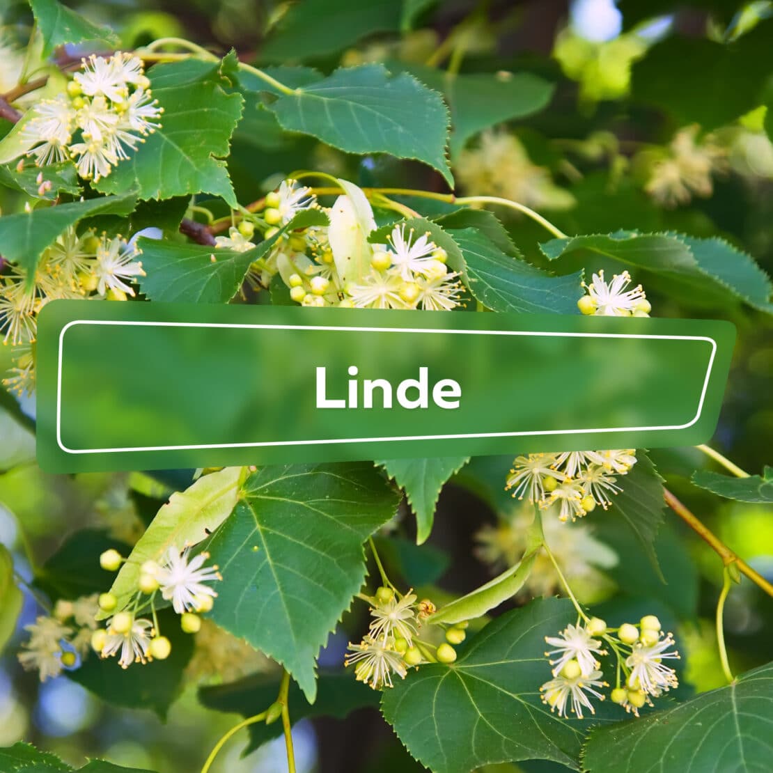 Linde