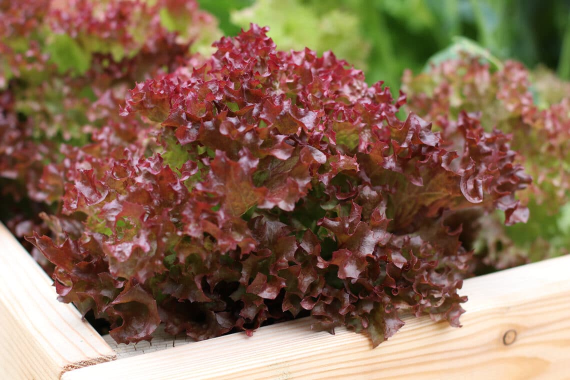 Lollo Rosso (Lactuca sativa var. crispa)