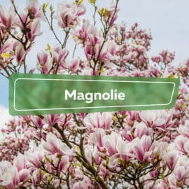 Magnolie