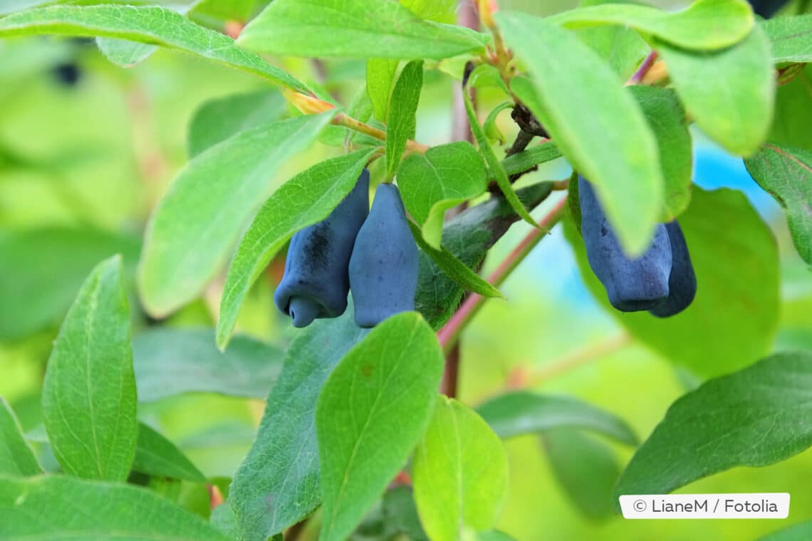 Maibeeren (Lonicera kamtschatica)