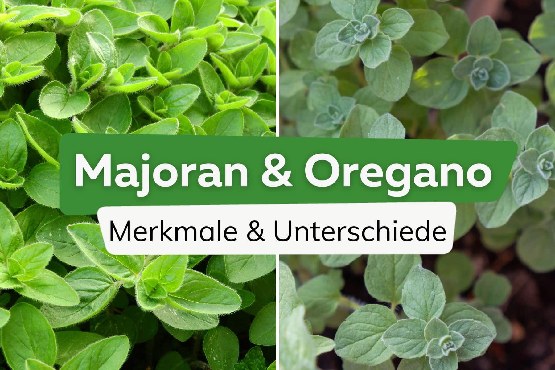 Majoran & Oregano unterscheiden Titel