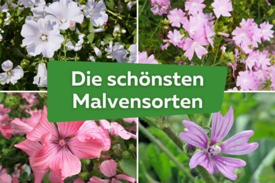 Malvenarten: die 14 schönsten Sorten im Garten