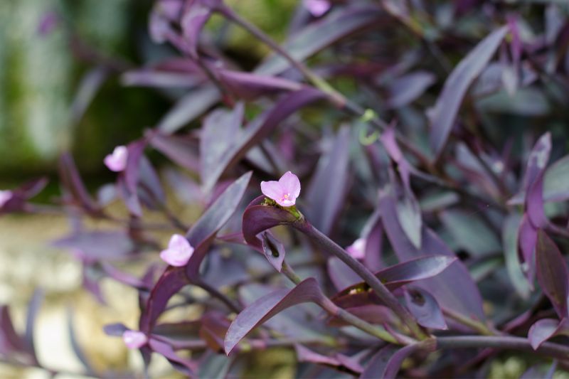 Mexikanische Dreimasterblume (Tradescantia pallida)