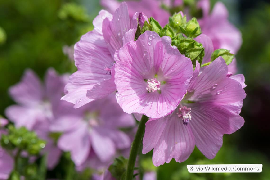 Moschusmalve (Malva moschata)