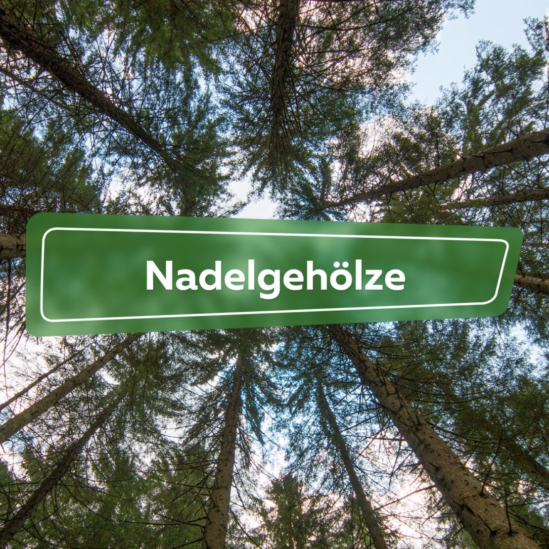 Nadelgehölze