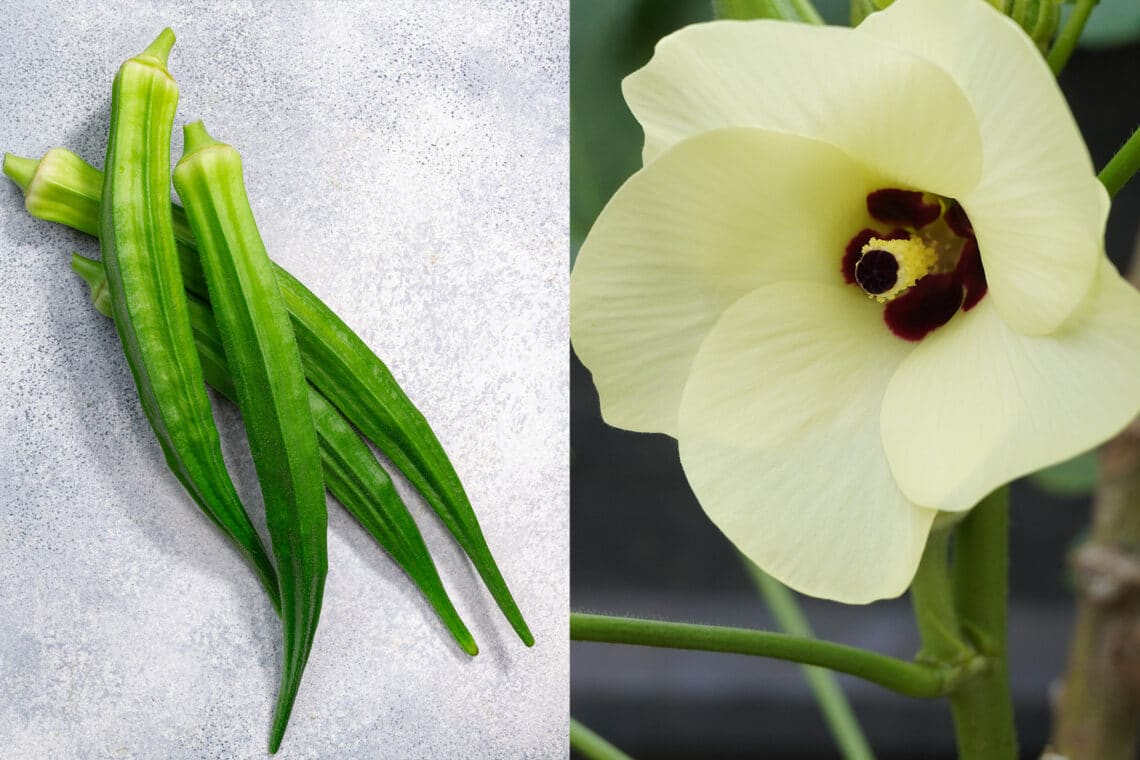 Frucht (rechts) und Blüte (links) der Okra (Abelmoschus esculentus)