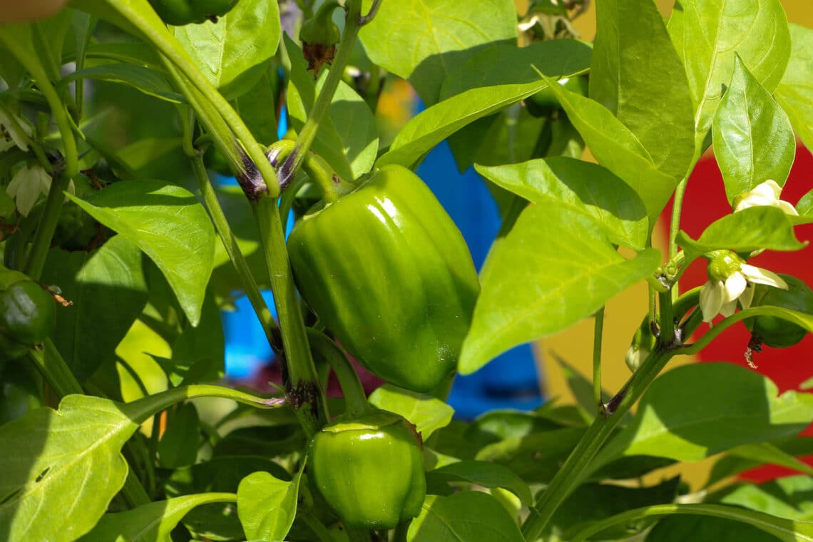 Grüne Paprika (Capsicum)