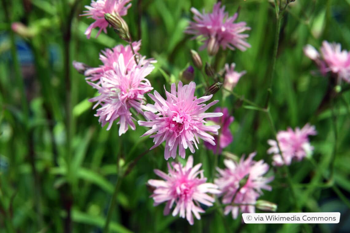 Pechnelke (Lychnis viscaria)