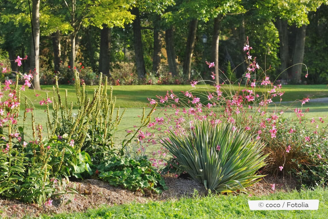 Prachtkerze (Gaura lindheimeri) in Rabatte