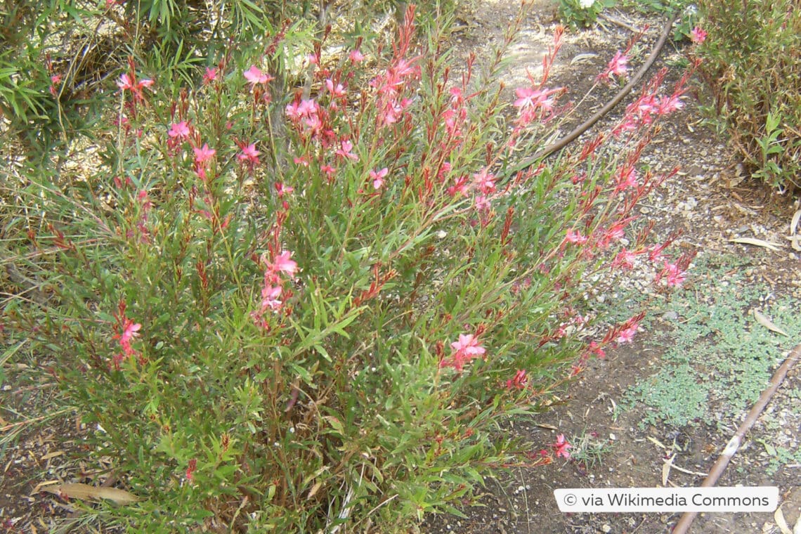 Prachtkerze (Gaura lindheimeri)