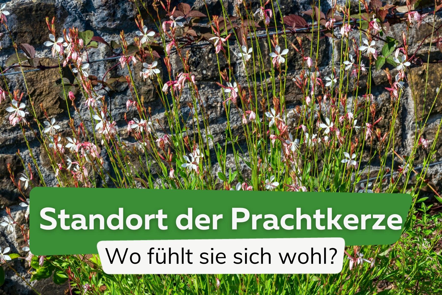 Standort der Prachtkerze