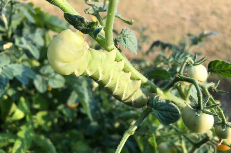 Gemüseeule an Tomate