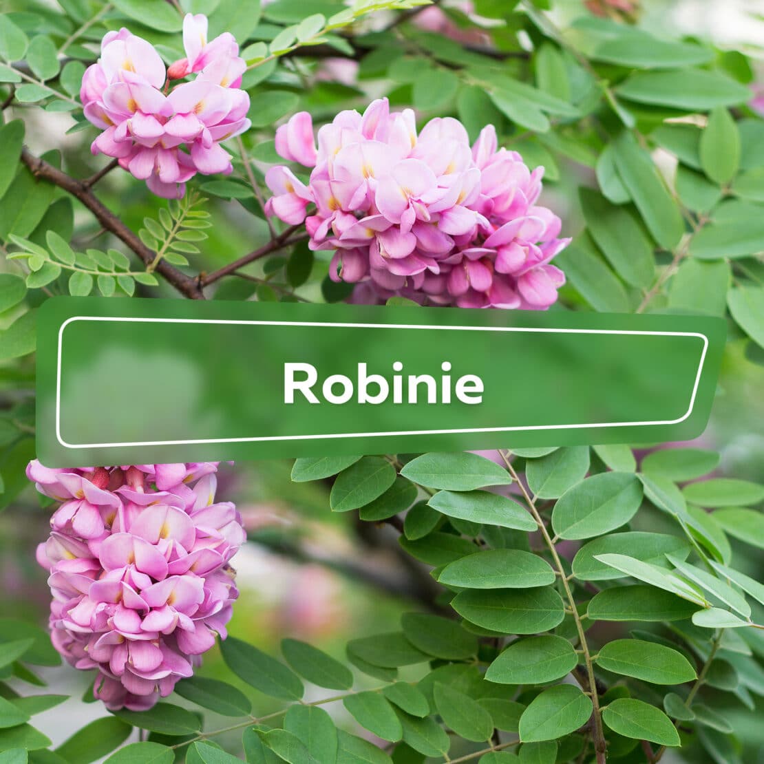 Robinie