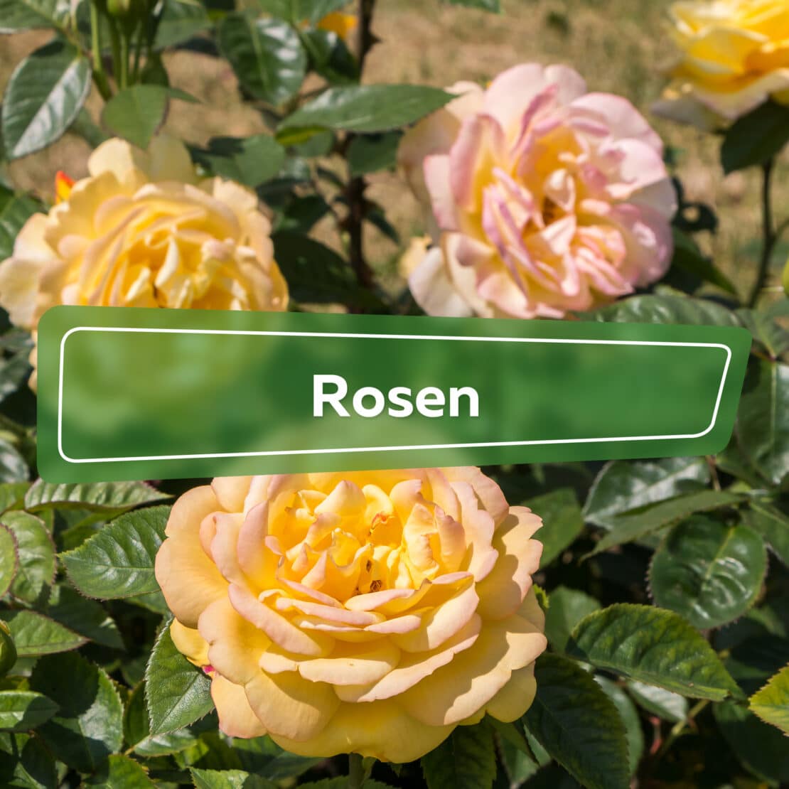 Rosen