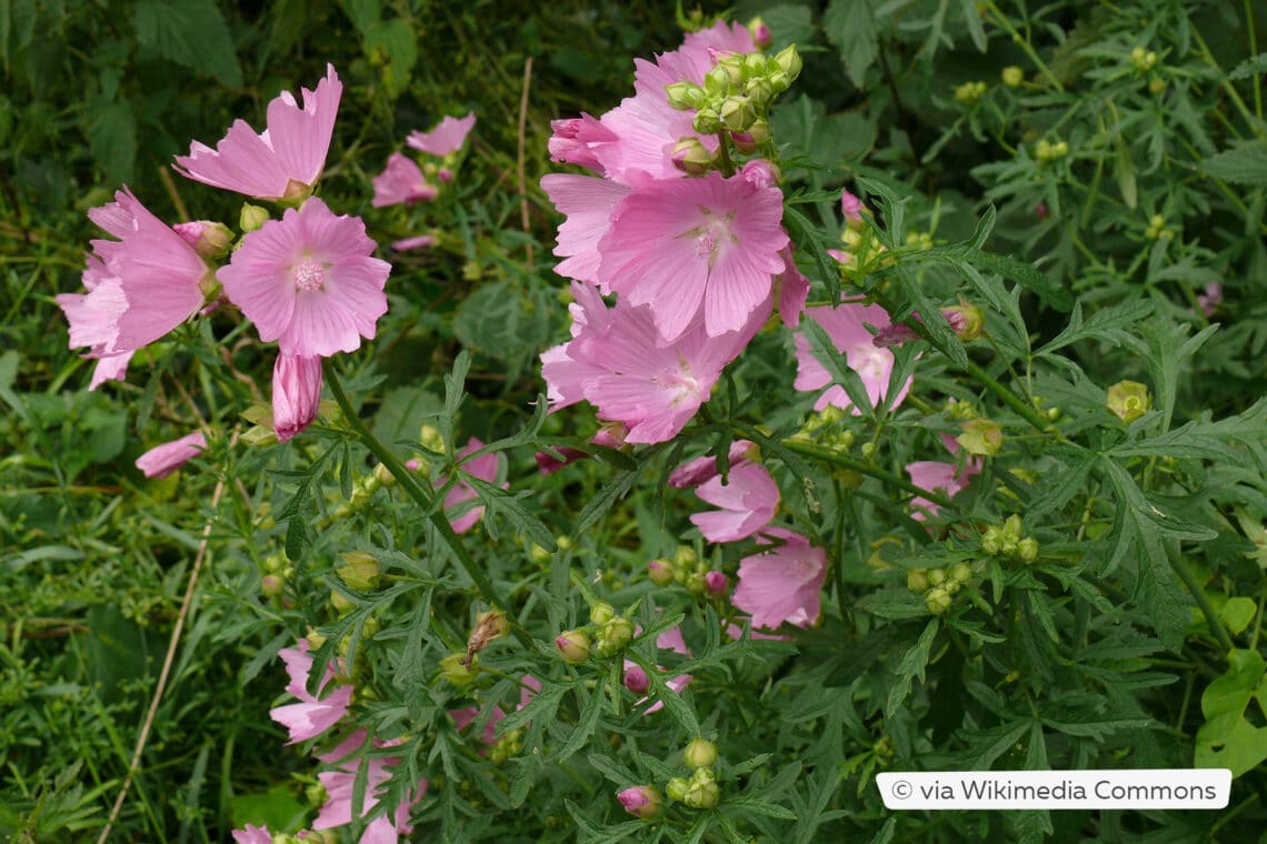 Rosenmalve (Malva alcea)