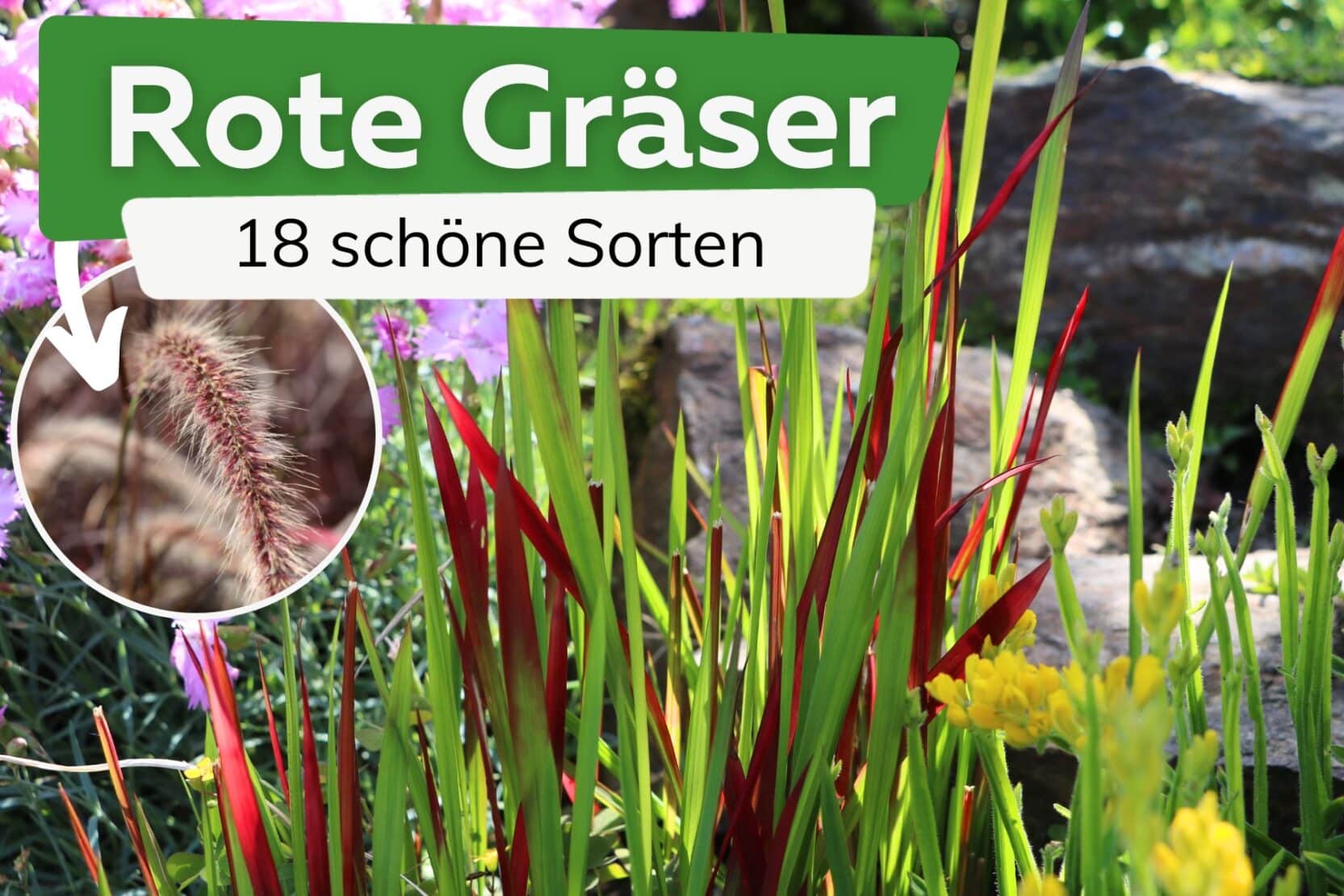 Rote Gräser: 18 schöne Gräsersorten