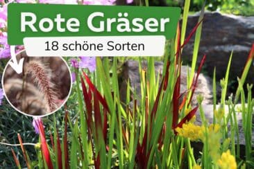 Rote Gräser