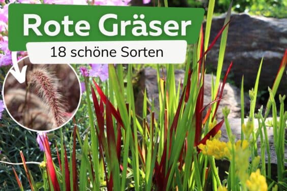 Rote Gräser