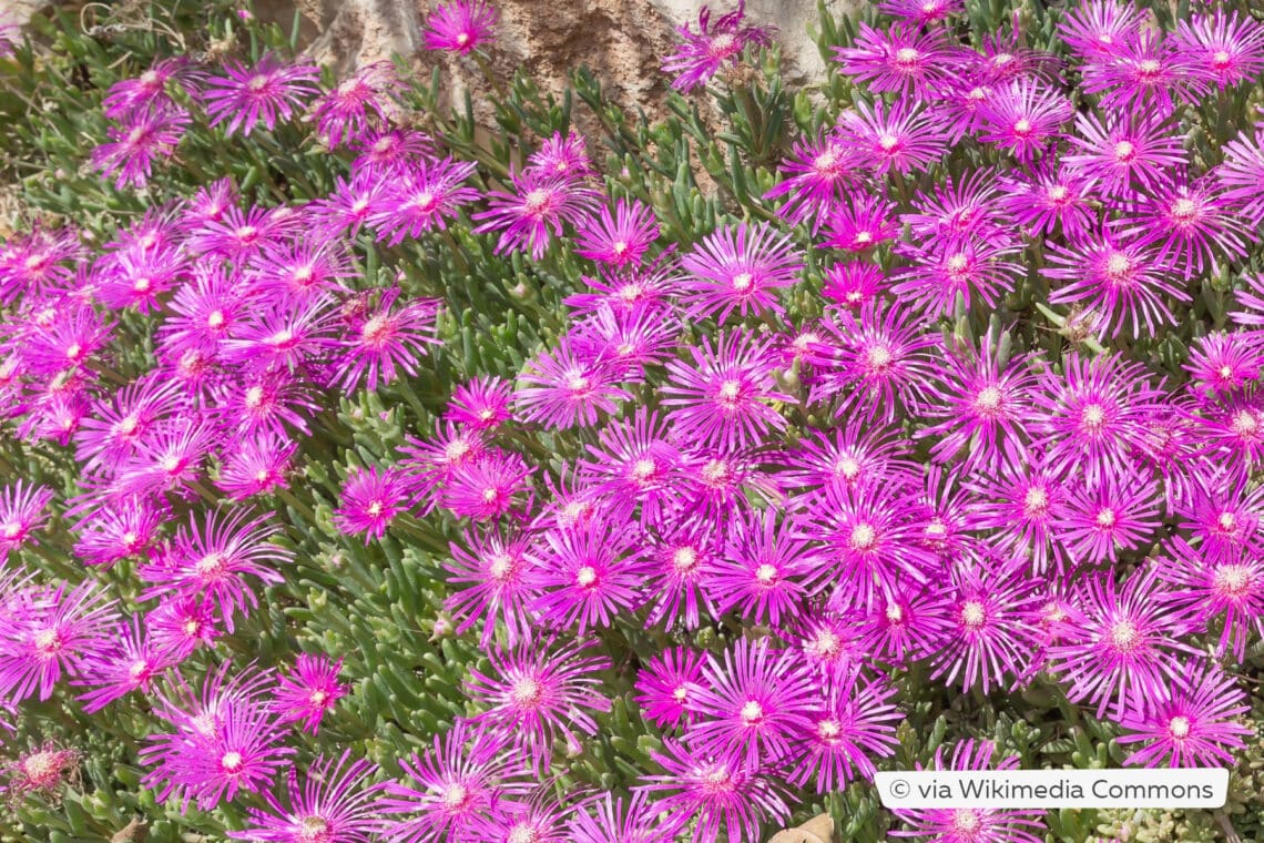 Rote Mittagsblume (Delosperma cooperi) bildet dichte Polster