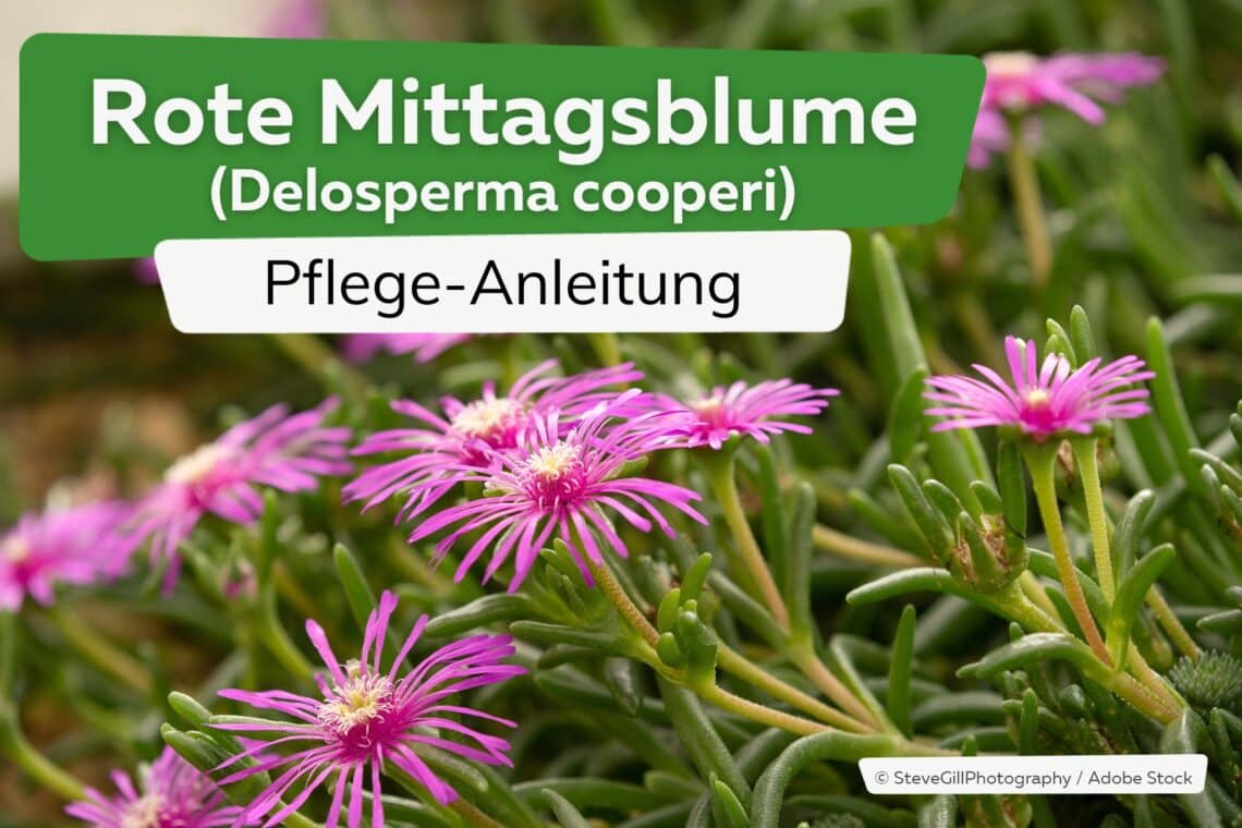 Rote Mittagsblume (Delosperma cooperi)