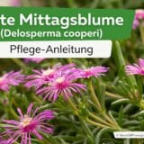 Rote Mittagsblume (Delosperma cooperi)