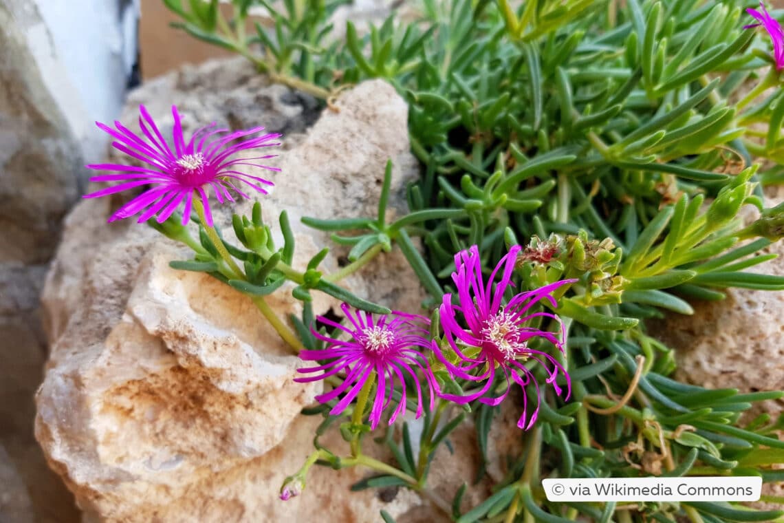 Rote Mittagsblume (Delosperma cooperi) im Steingarten