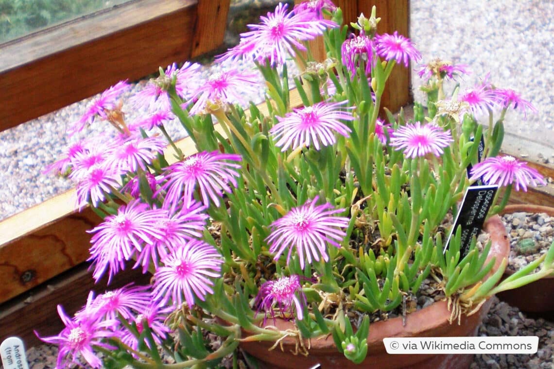 Rote Mittagsblume (Delosperma cooperi) im Kübel