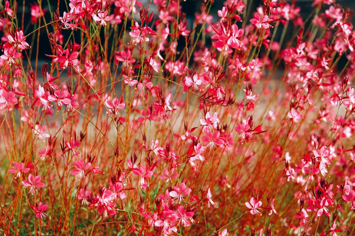 Rosa/rote Prachtkerze (Oenothera lindheimeri)