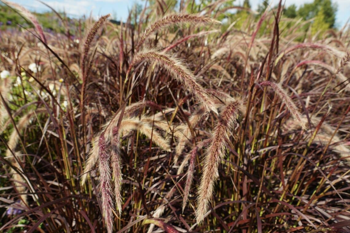 Rotes Federborstengras (Pennisetum setaceum 'Rubrum')