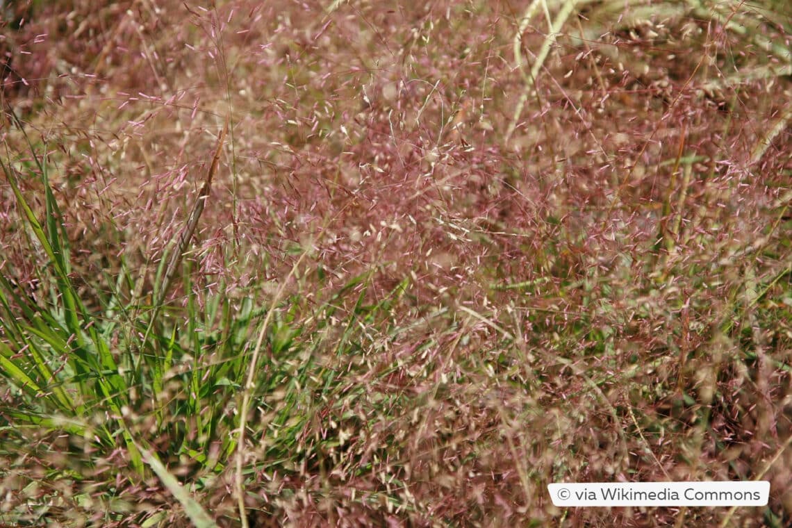 Rotes Liebesgras (Eragrostis spectabilis)