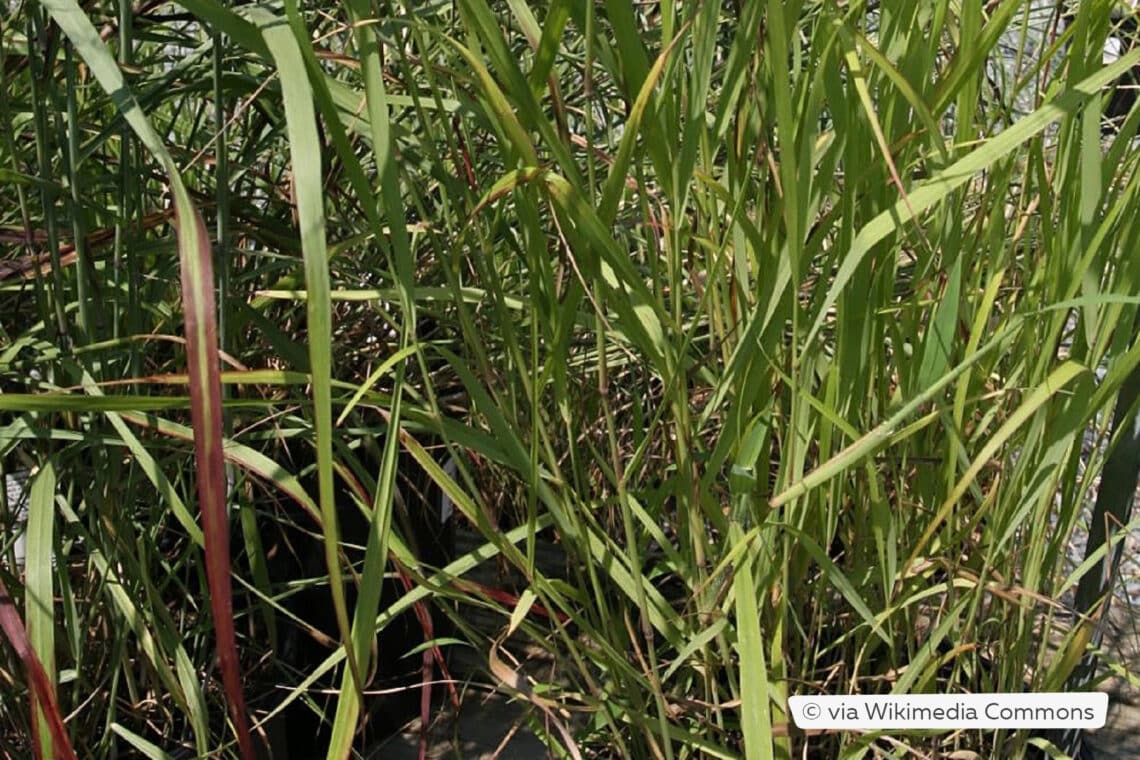 Rutenhirse (Panicum virgatum 'Rotstrahlbusch')