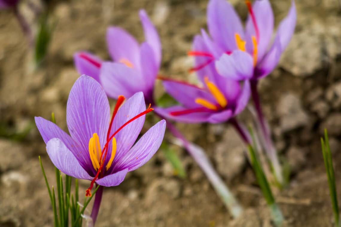 Safran (Crocus sativus)