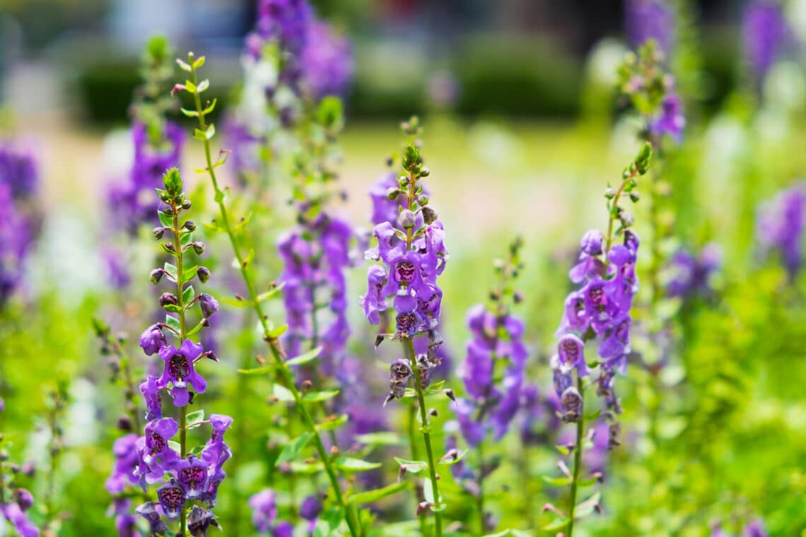 Salbei (Salvia officinalis)