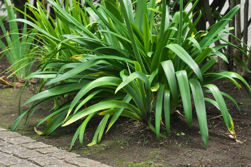 Schmucklilie im Garten