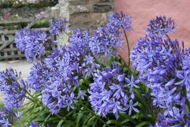 Agapanthus, Schmucklilie überwintern die richtige Pflege