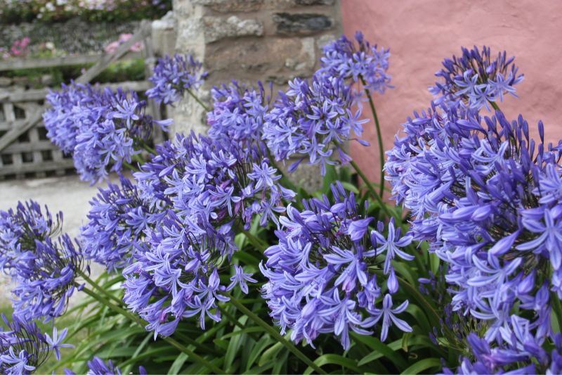 Schmucklilien an der Hauswand