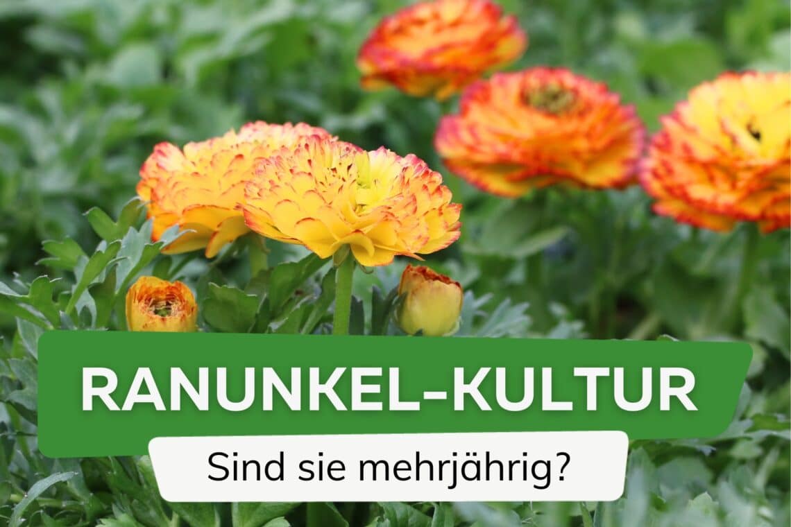 Sind Ranunkeln mehrjährig?