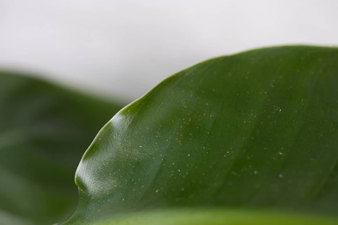 Spinnmilden (Tetranychidae) auf dem Blatt einer Baumstrelitzie