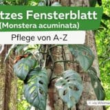 Spitzes Fensterblatt (Monstera acuminata)