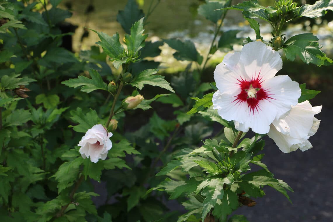 Straucheibisch (Hibiscus syriacus)