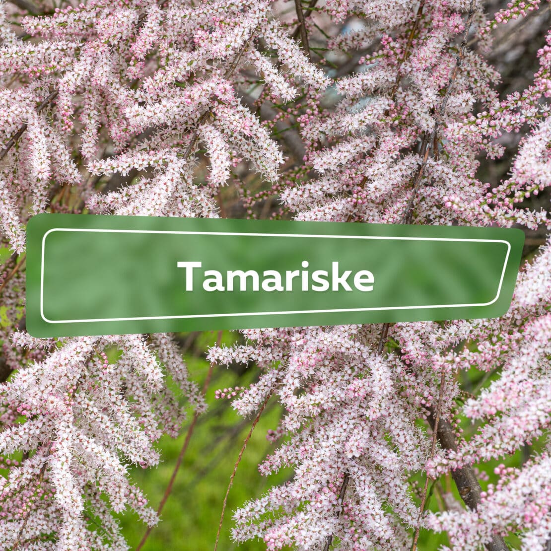 Tamariske