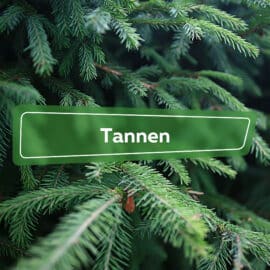 Tannen